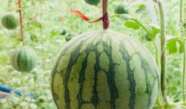 莱州吃瓜最新事件爆料是真的吗,最新爆料真相揭秘