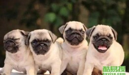 策划巴哥最新爆料新闻,揭秘策划界神秘内幕