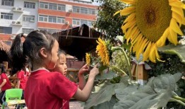 向日葵小班最新爆料,最新爆料背后的故事